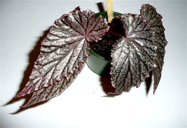 B. ‘Melisse’